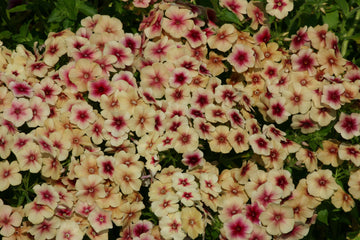 Phlox, Cherry Caramel