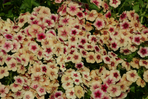 Phlox, Cherry Caramel