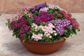 Phlox, PopStars Mix