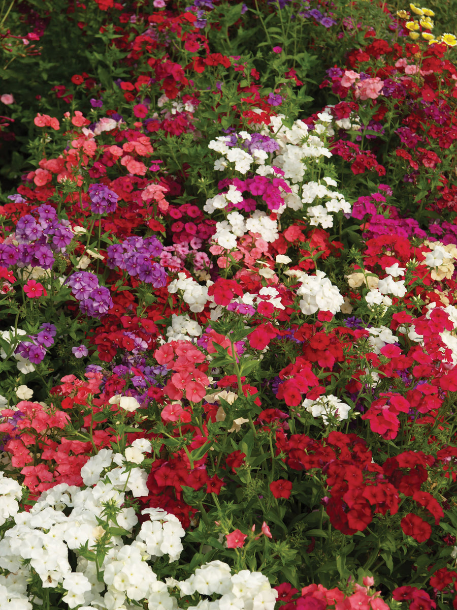 Phlox, Beauty Mix