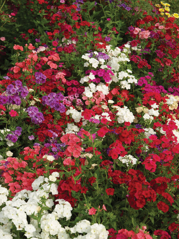 Phlox, Beauty Mix
