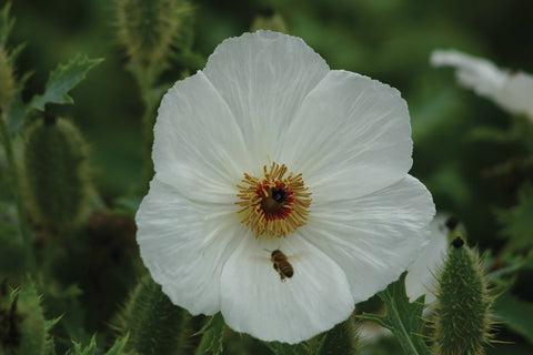 Poppy, Prickly Poppy