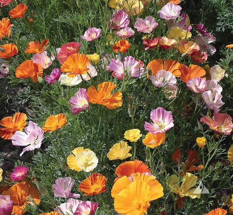 Poppy