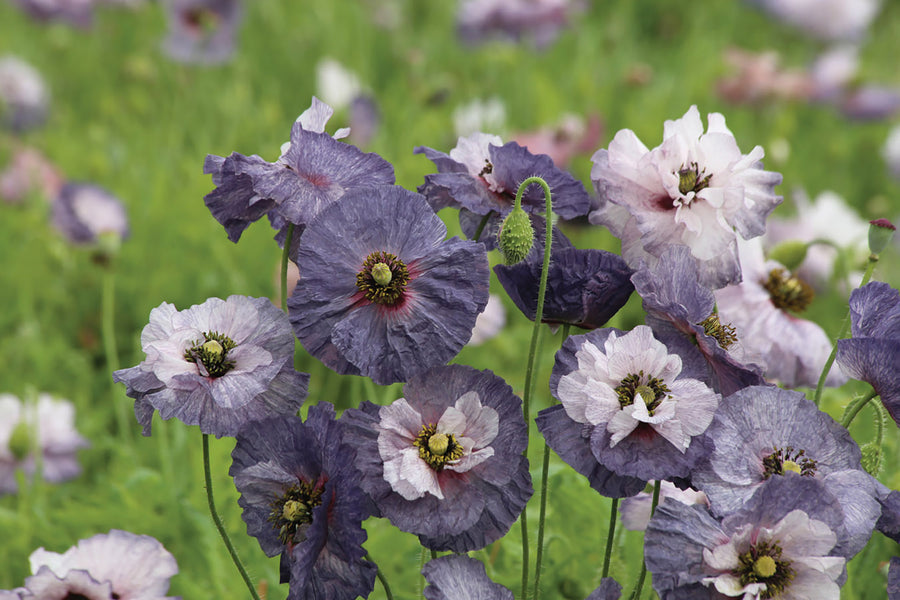 Poppy, Amazing Grey :CF