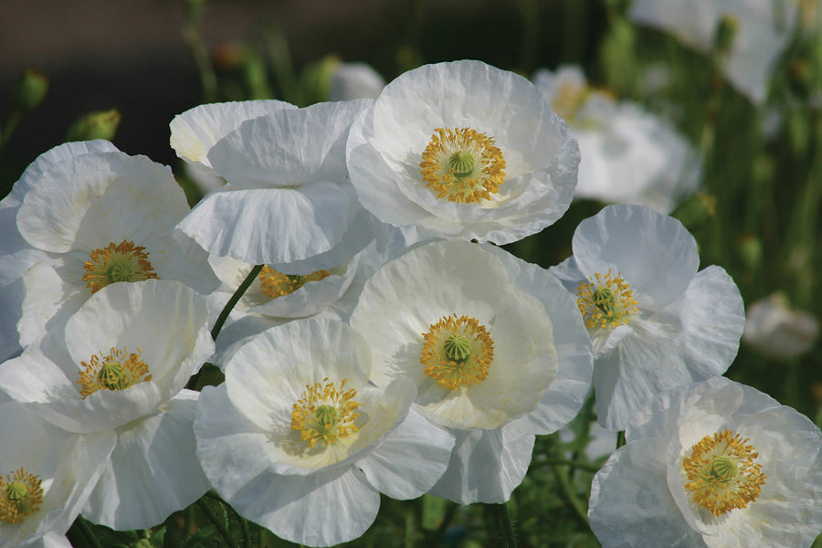 Poppy, Bridal Silk