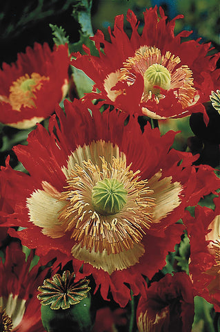 Poppy, Danish Flag
