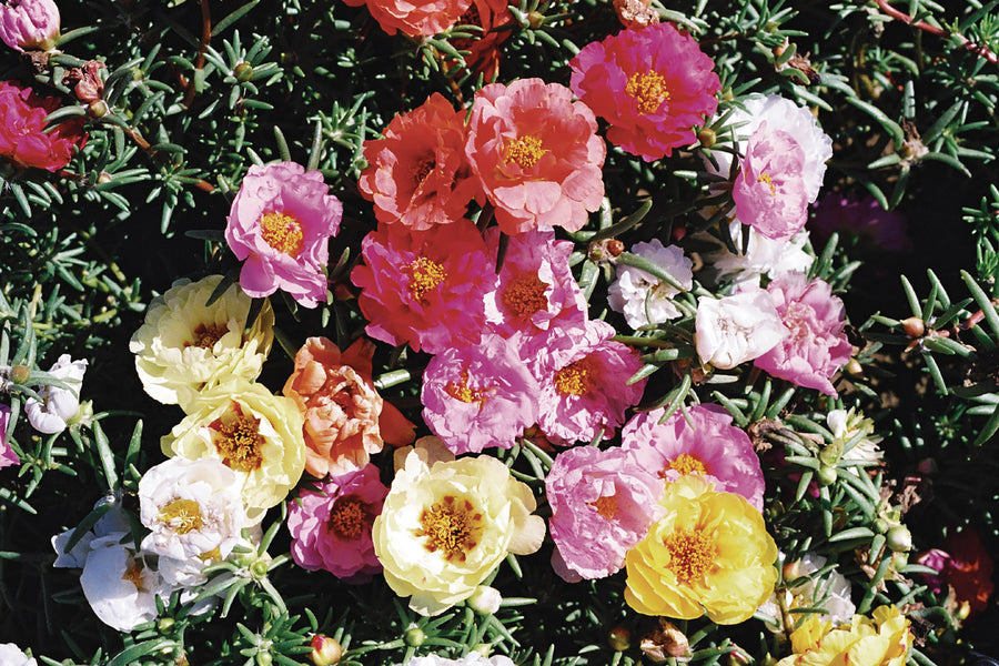 Portulaca, Double Mix