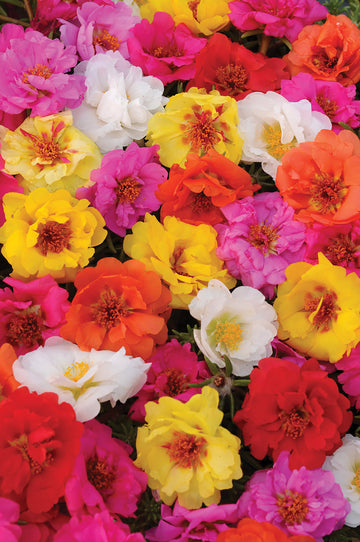 Portulaca, Happy Trails Mix