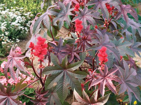 Ricinus