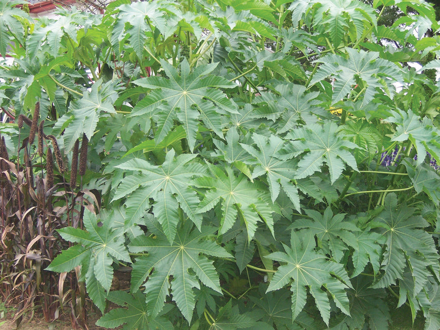 Ricinus, Zanzibariensis