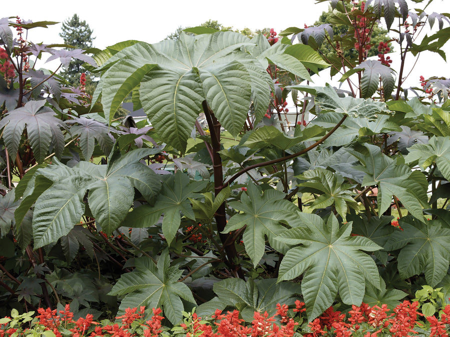 Ricinus, Zanzibariensis