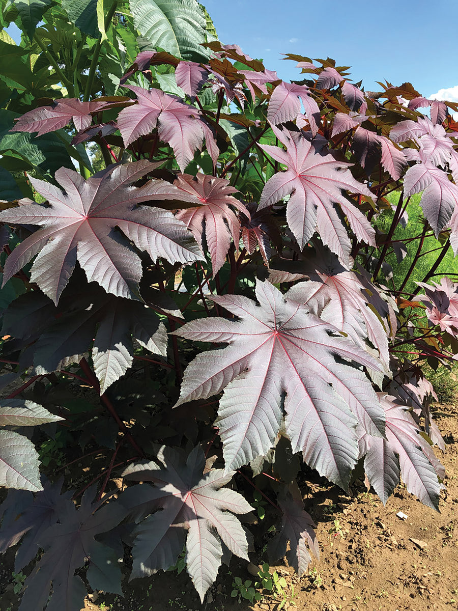 Ricinus, New Zealand