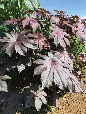 Ricinus, New Zealand