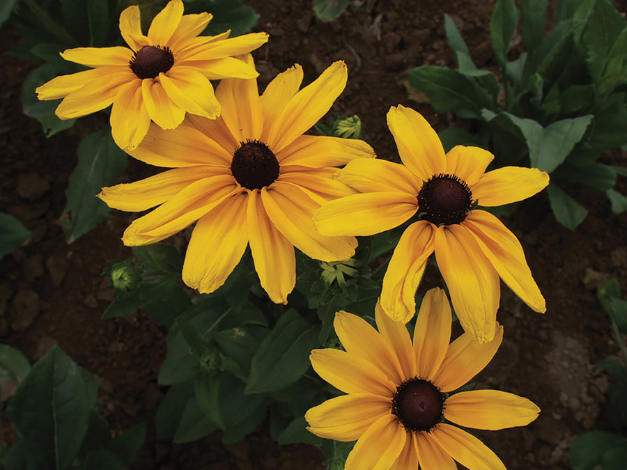 Rudbeckia, Indian Summer