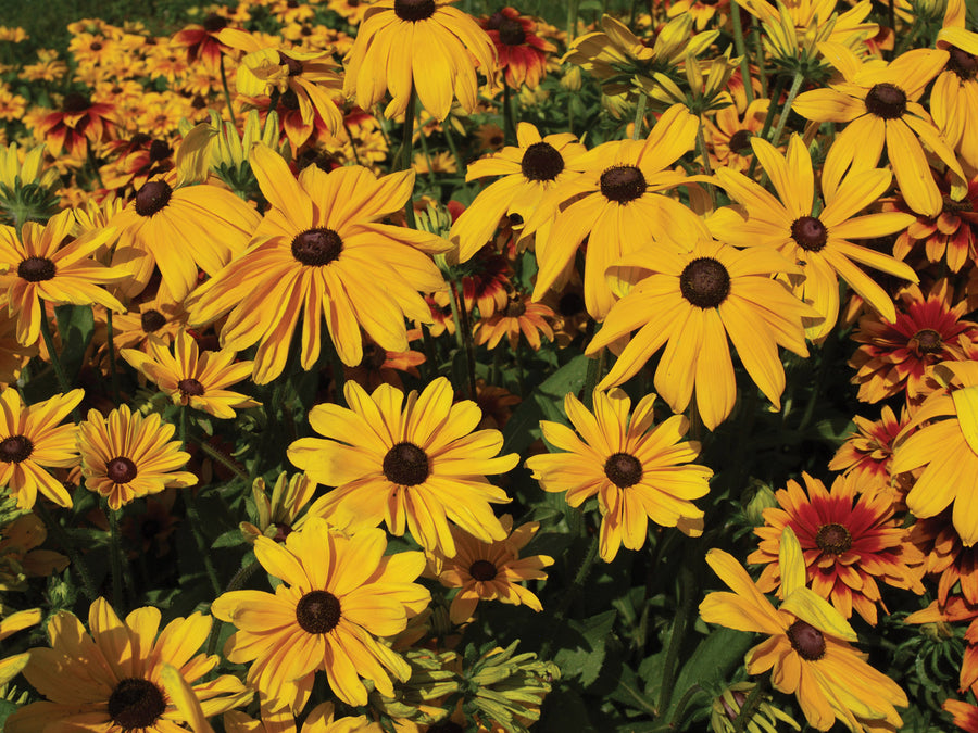 Rudbeckia, Indian Summer