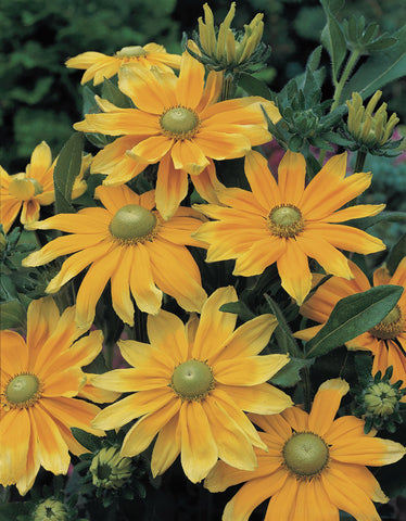 Rudbeckia, Prairie Sun