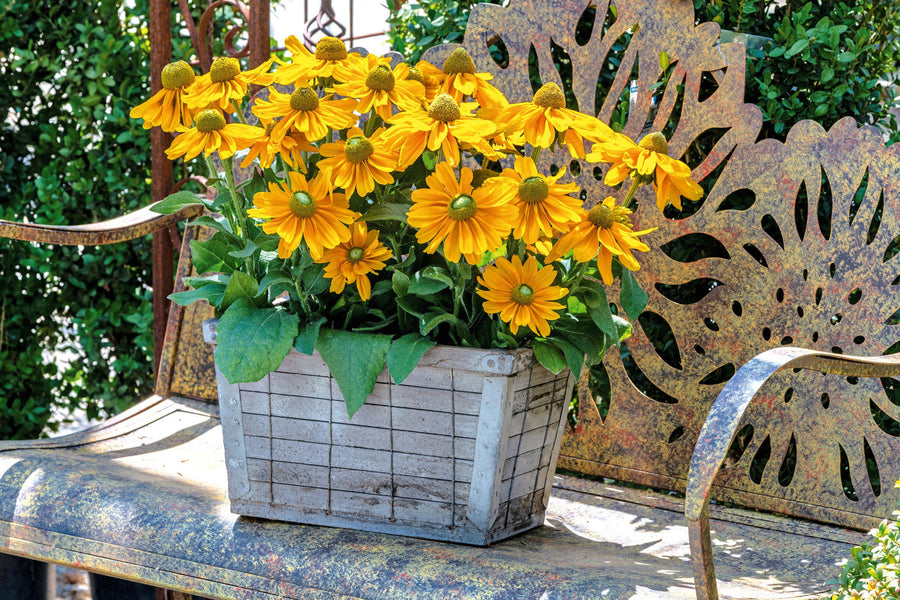 Rudbeckia, Amarillo Gold:SE