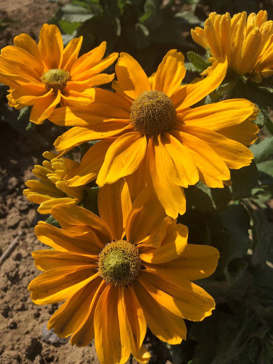 Rudbeckia, Amarillo Gold:SE