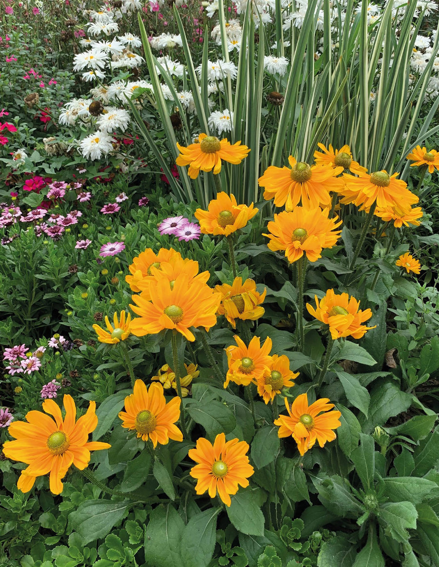 Rudbeckia, Amarillo Gold:SE