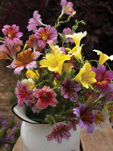 Salpiglossis, Grandiflora Mix