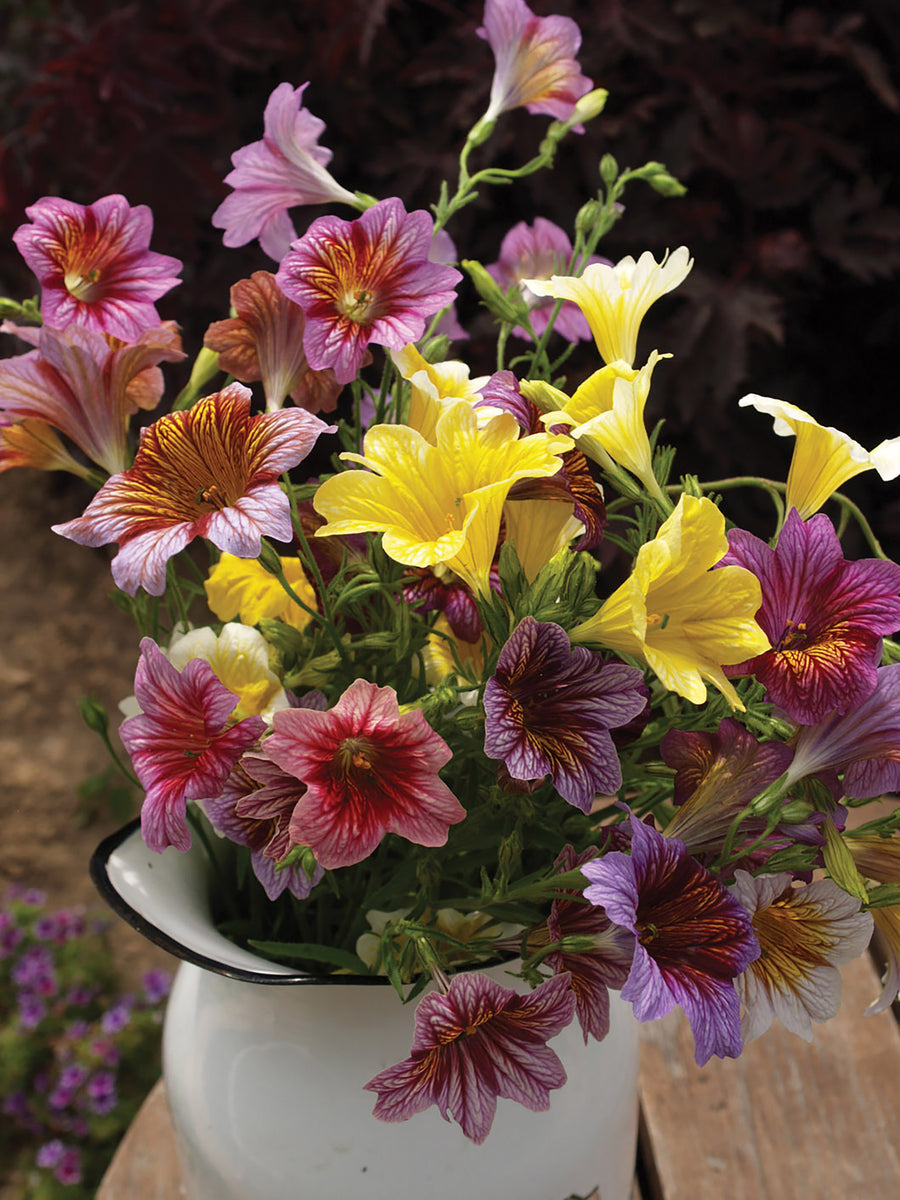 Salpiglossis, Grandiflora Mix