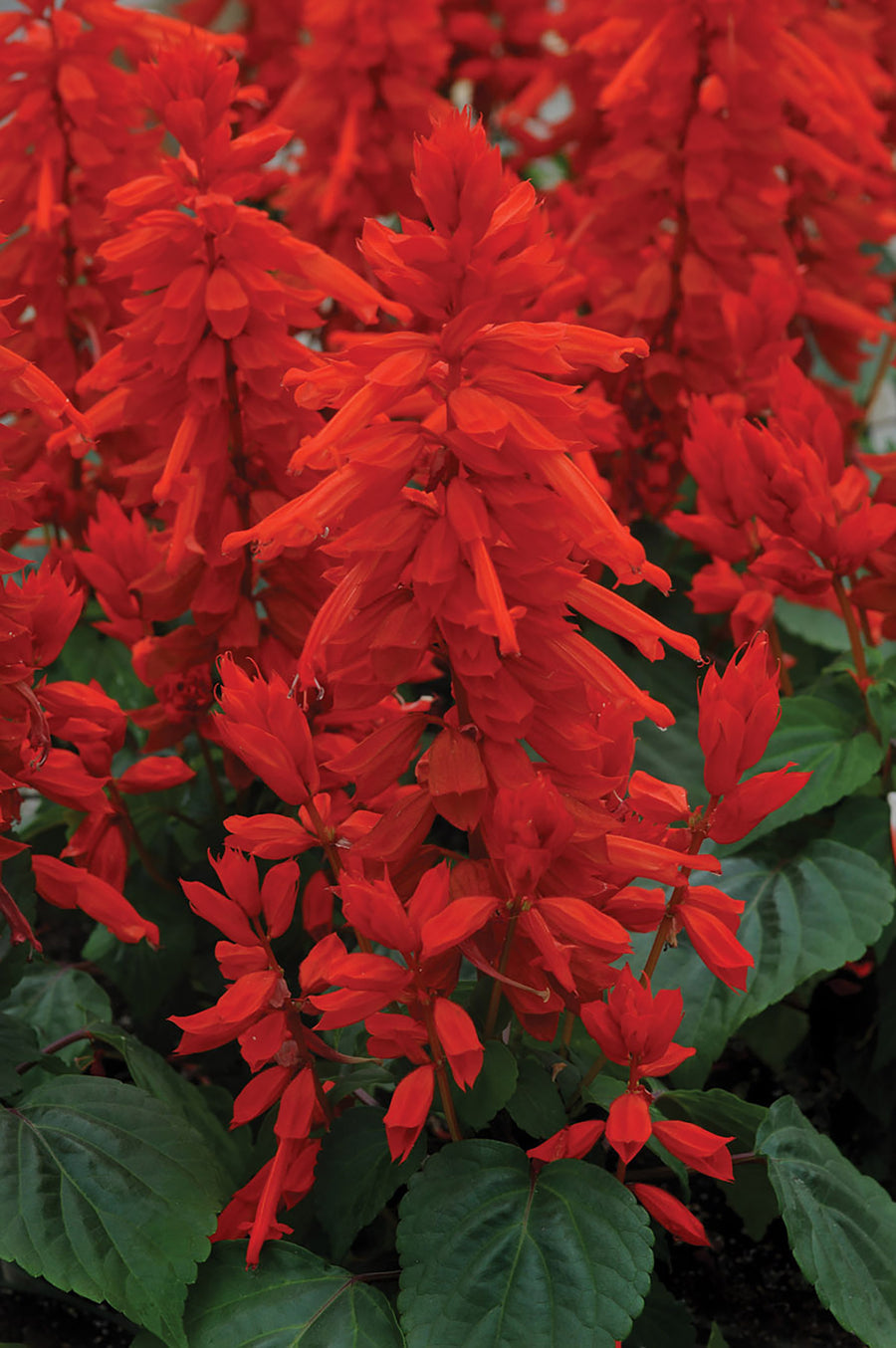 Salvia, Lighthouse Red