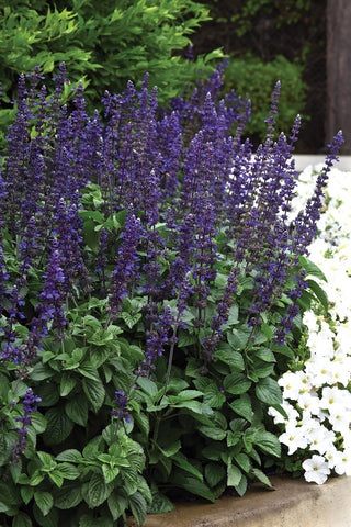 Salvia, Big Blue