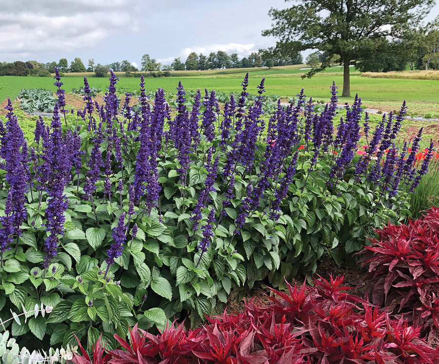 Salvia, Big Blue