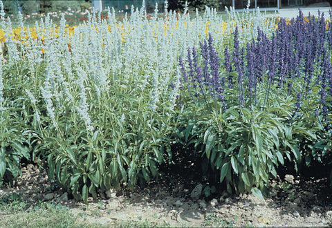 Salvia, Victoria
