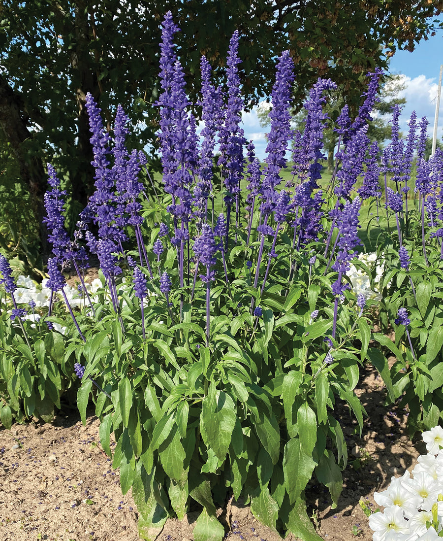 thumbnail image 2 of Blue Sage Seeds For Planting | Grow This Fragrant Perennial 2 of 13