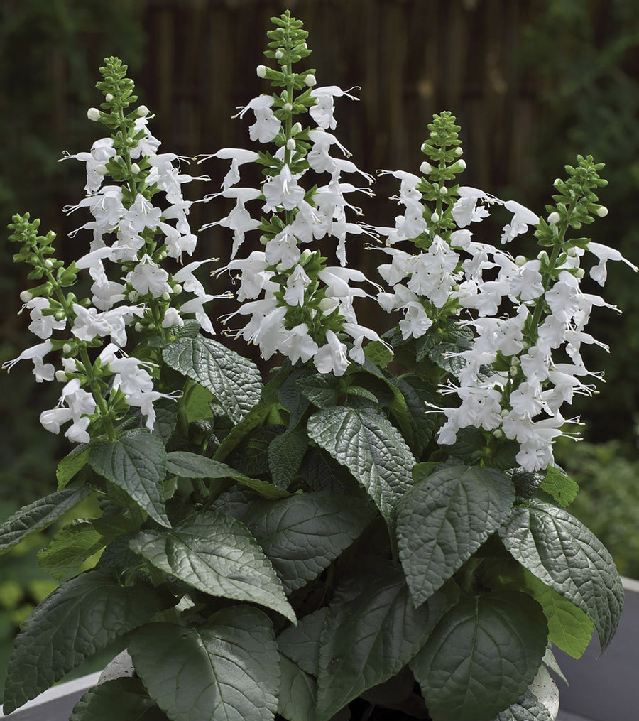 Salvia, Summer Jewel White