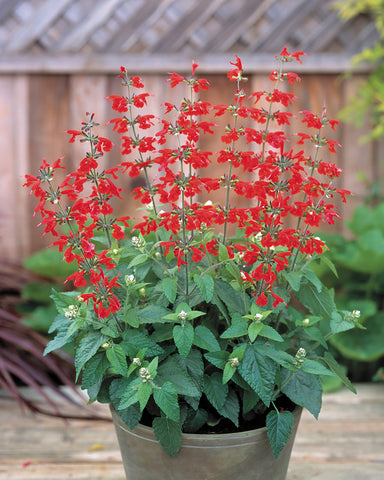 Salvia, Summer Jewel Red
