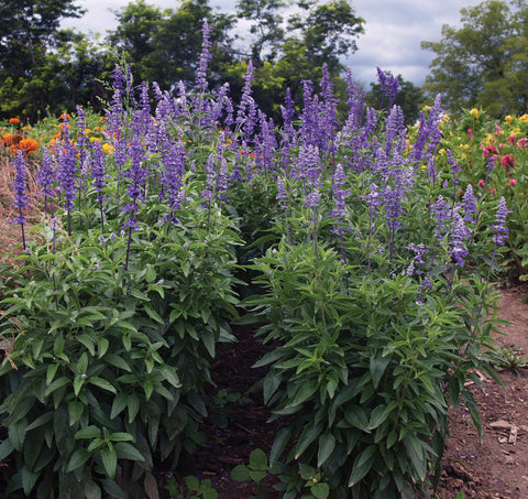 Salvia, Blue Bedder