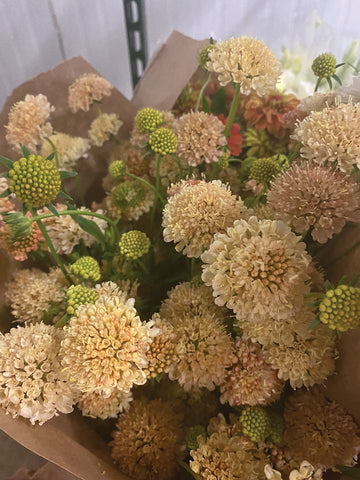 Scabiosa, Fata Morgana