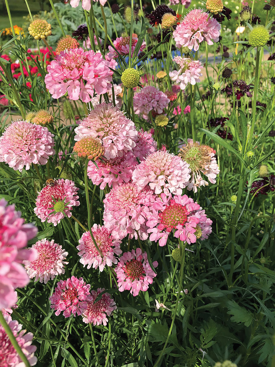 Scabiosa, QIS Salmon Pink