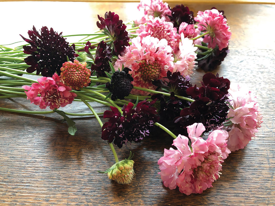 Scabiosa, QIS Salmon Pink