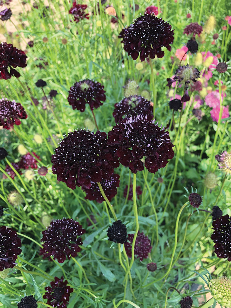 Scabiosa, QIS Purple-Black