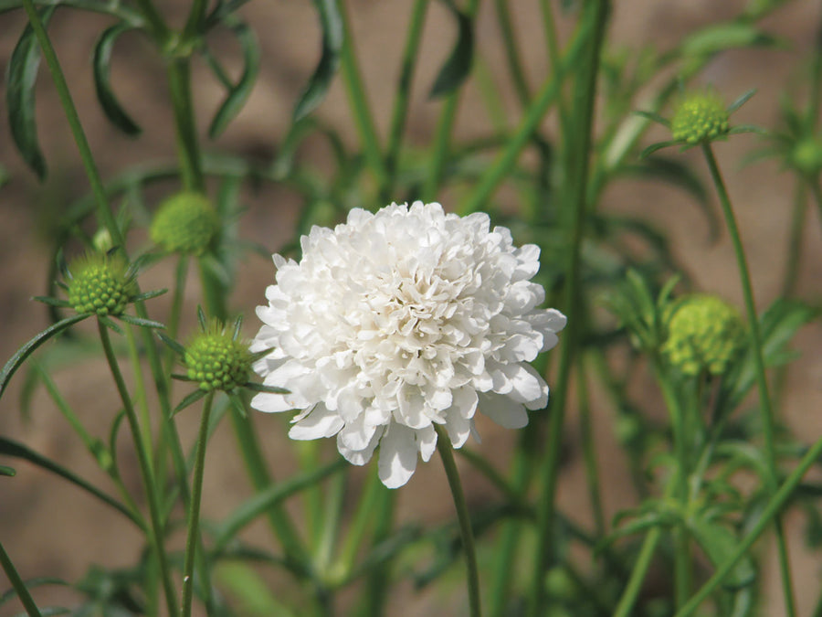 Scabiosa,  QIS White