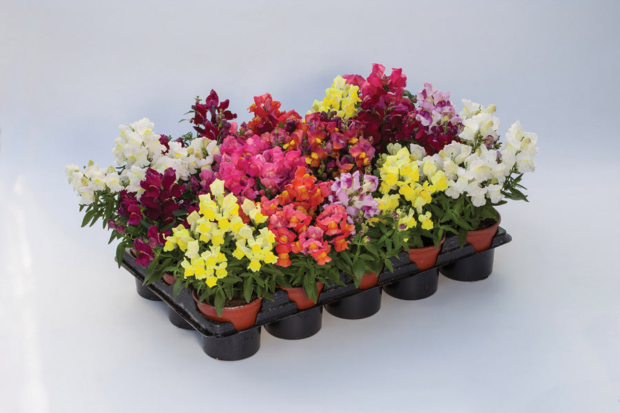 Snapdragon, Crackle & Pop  Mix