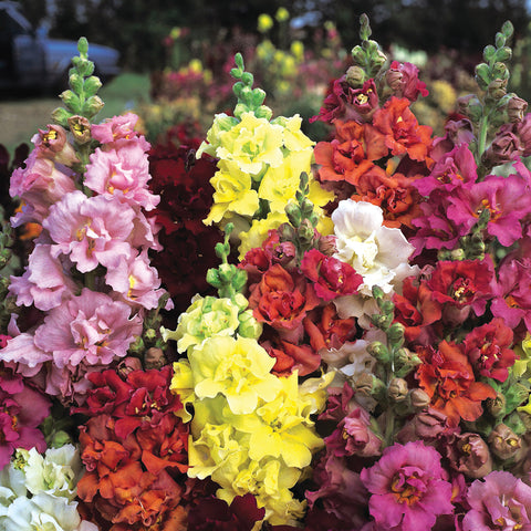 Snapdragon, Madame Butterfly