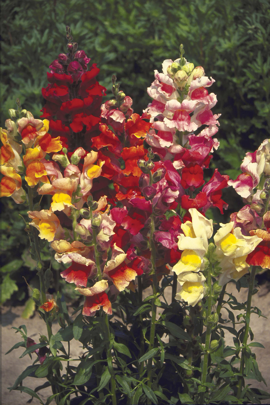 Snapdragon, Tetra Mix