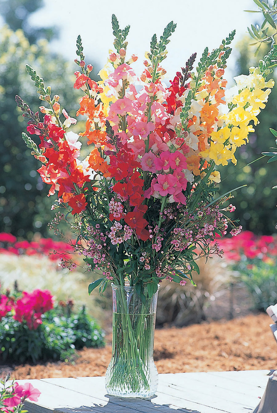 Snapdragon, Chantilly Mix