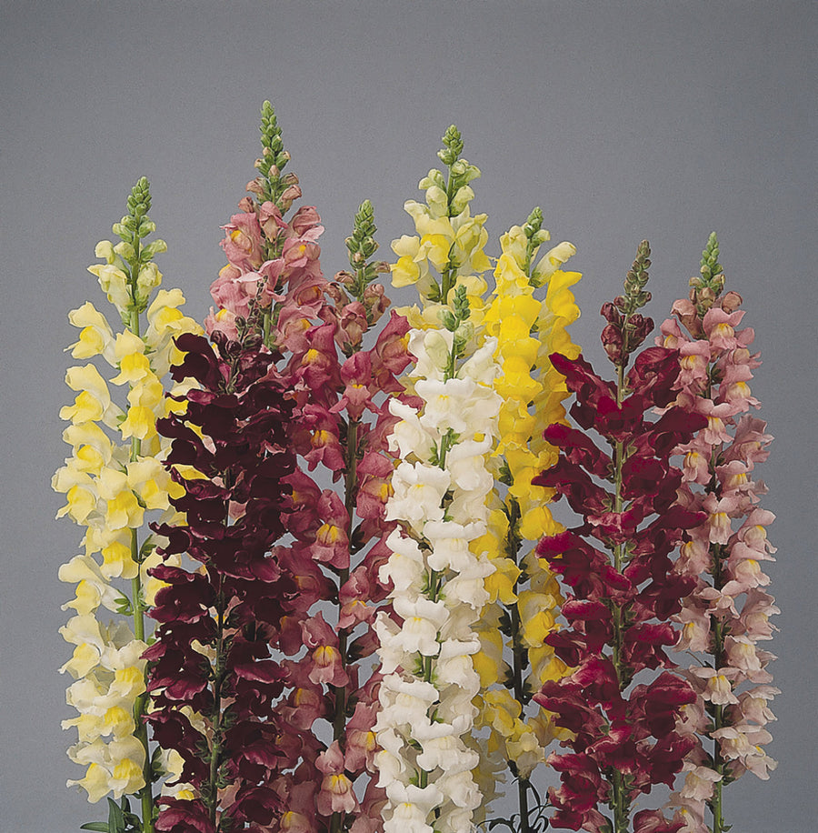 Snapdragon, Rocket Mixture