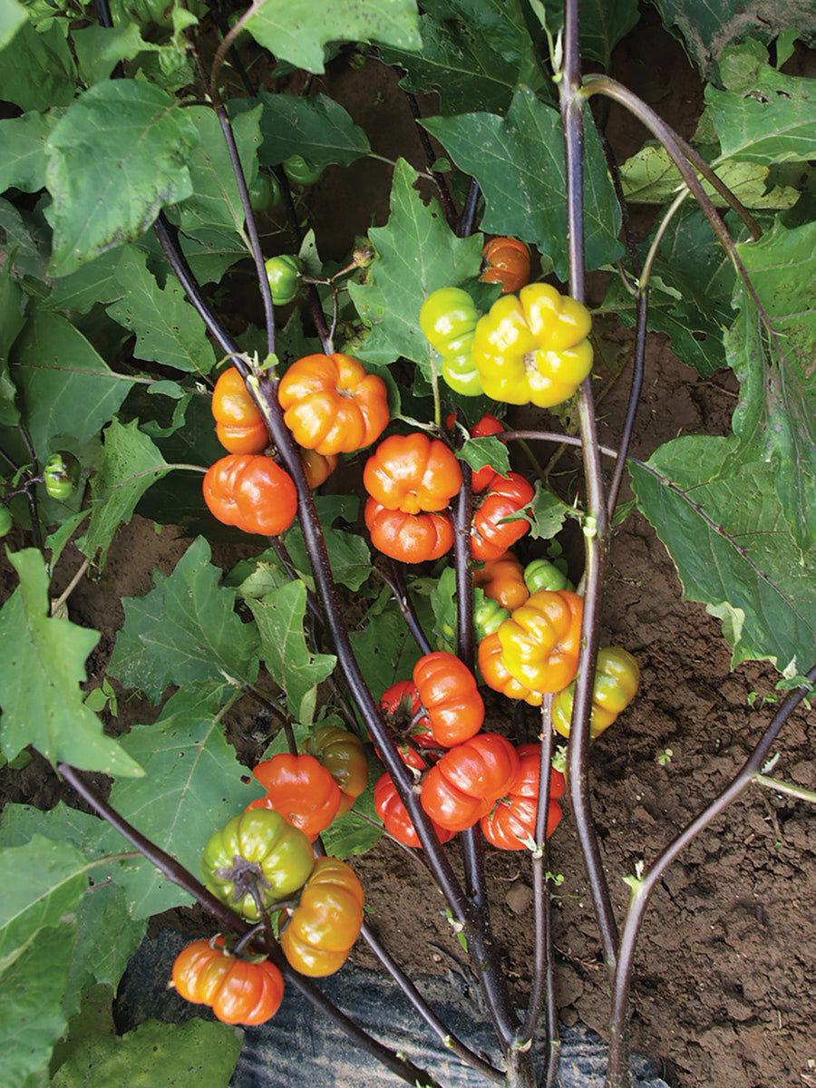 pumpkin on a stick plant seeds Solanum, Pumpkin on a Stick Organic