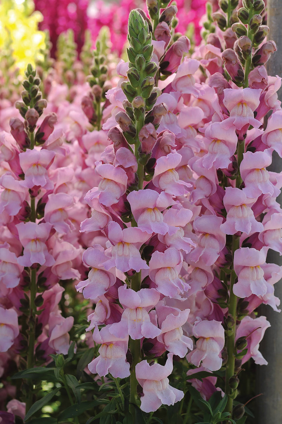 Snapdragon, Potomac Lavender