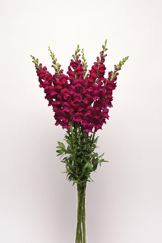 Snapdragon, Potomac Royal