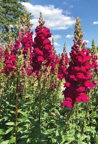 Snapdragon, Potomac Royal