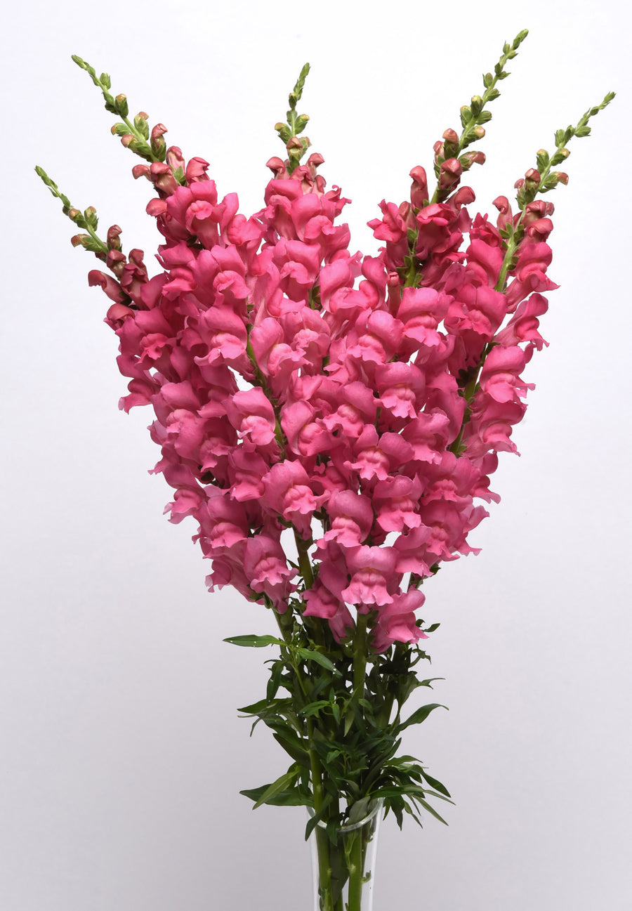 Snapdragon, Potomac Dark Pink