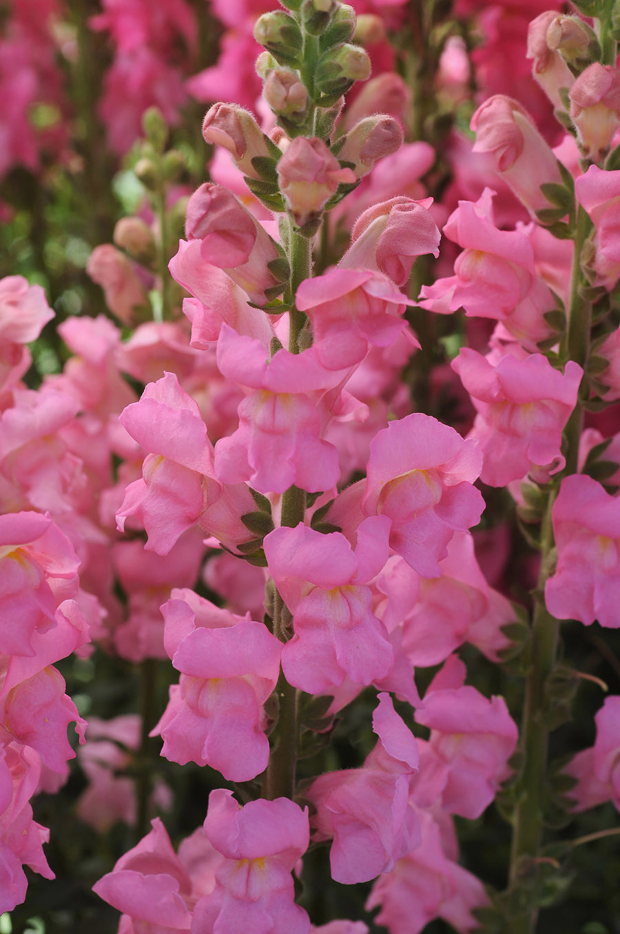 Snapdragon, Potomac Dark Pink