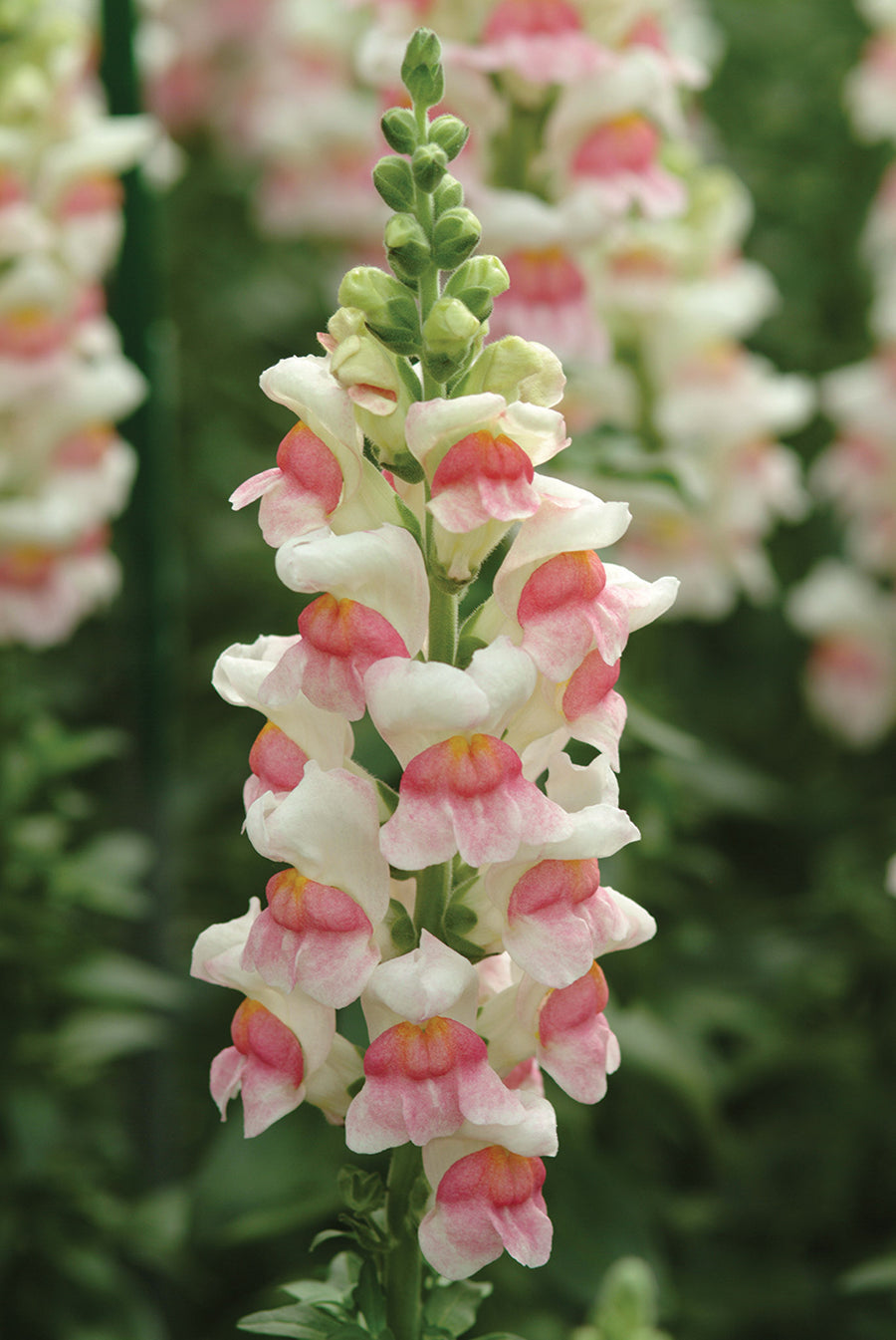 Snapdragon, Potomac Appleblossom